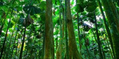 Cooper Creek Wilderness Daintree Rainforest