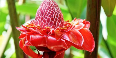 Daintree Cape Tribulation Cow Bay
