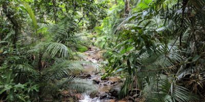Jindalba Boardwalk Daintree Capre Tribulation